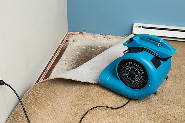 Best Basement water damage restoration  in Earlysville, VA